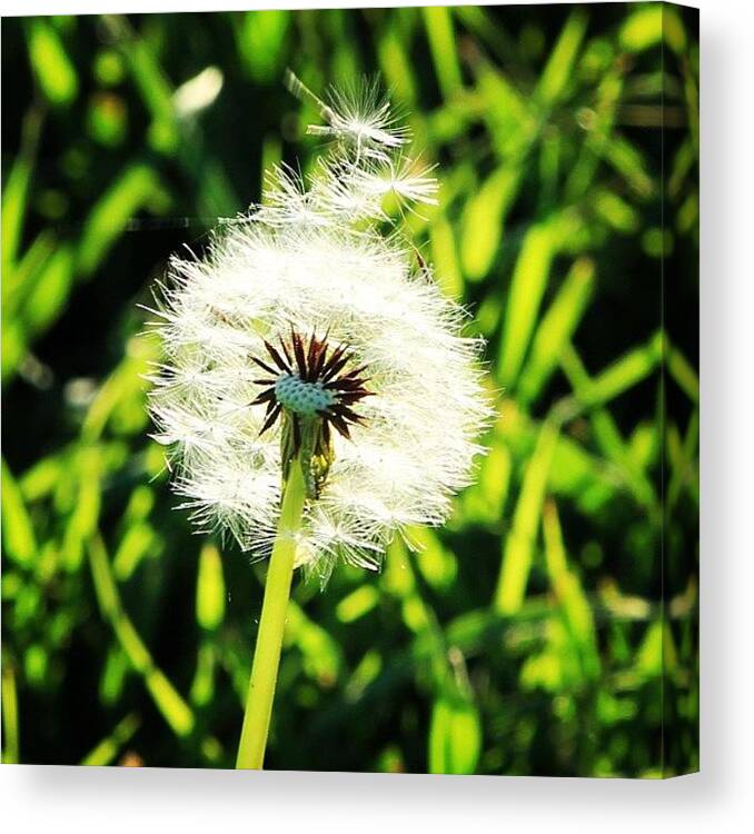 Flower Canvas Print featuring the photograph #dandelion #clock #grass #farm #garden by Lana Houlihan