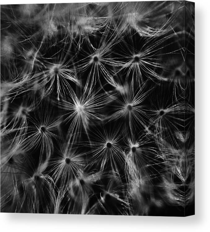 Blowball Canvas Print featuring the photograph Dandelion detail black and white by Matthias Hauser