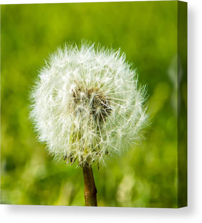 Dandelion Canvas Print featuring the photograph Dandelion Square by Photographic Arts And Design Studio