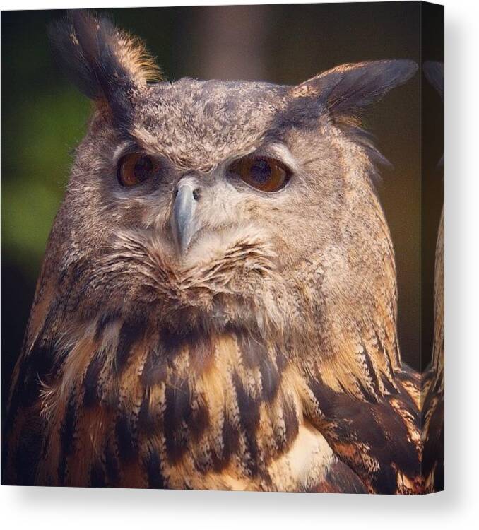 Nature Canvas Print featuring the photograph Dare I Say Owls Are A Hoot? by Hermes Fine Art