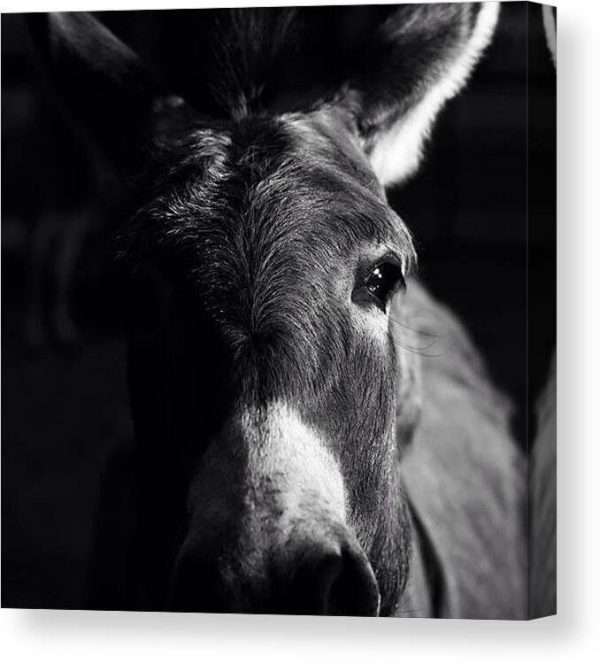 Donkey Canvas Print featuring the photograph Dat Ass. #bestoftheday #blackandwhite by Kevin Ohr