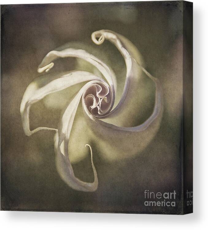 Datura Canvas Print featuring the photograph Datura Star by Terry Rowe