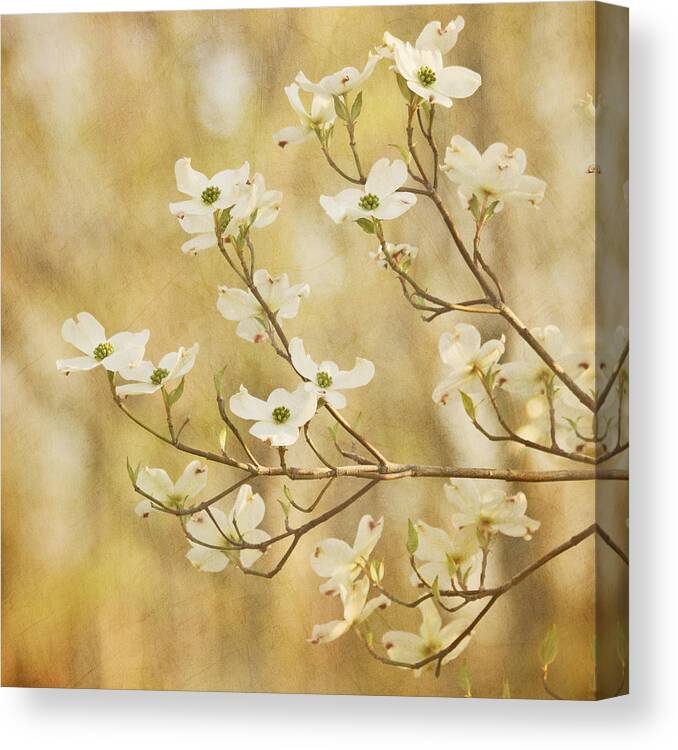 White Flower Canvas Print featuring the photograph Days of Dogwoods by Kim Hojnacki