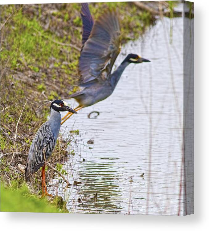 Yellow-crowned Night Heron Canvas Print featuring the photograph Decisions by Gary Holmes