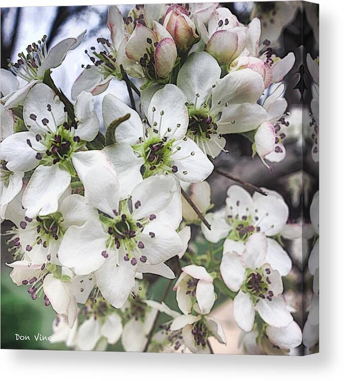 Dvflowers Canvas Print featuring the photograph Decorative Pear Blossoms by Don Vine