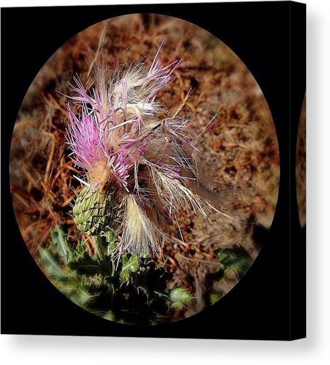 Flora Canvas Print featuring the photograph Desert Thistle by Mark David Gerson