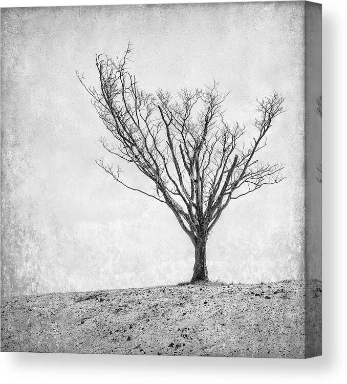 Landscape Photography Canvas Print featuring the photograph Desperate Reach by Scott Norris