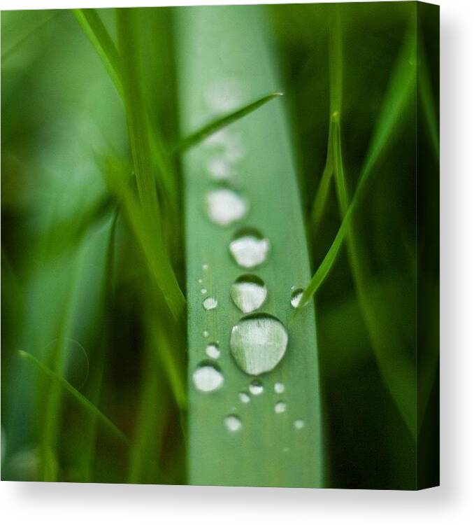 Greenery Canvas Print featuring the photograph Dew Drops by Aleck Cartwright