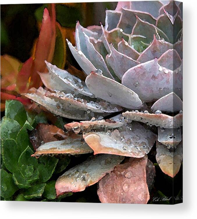Succulent Canvas Print featuring the painting Dew Drops by Cole Black