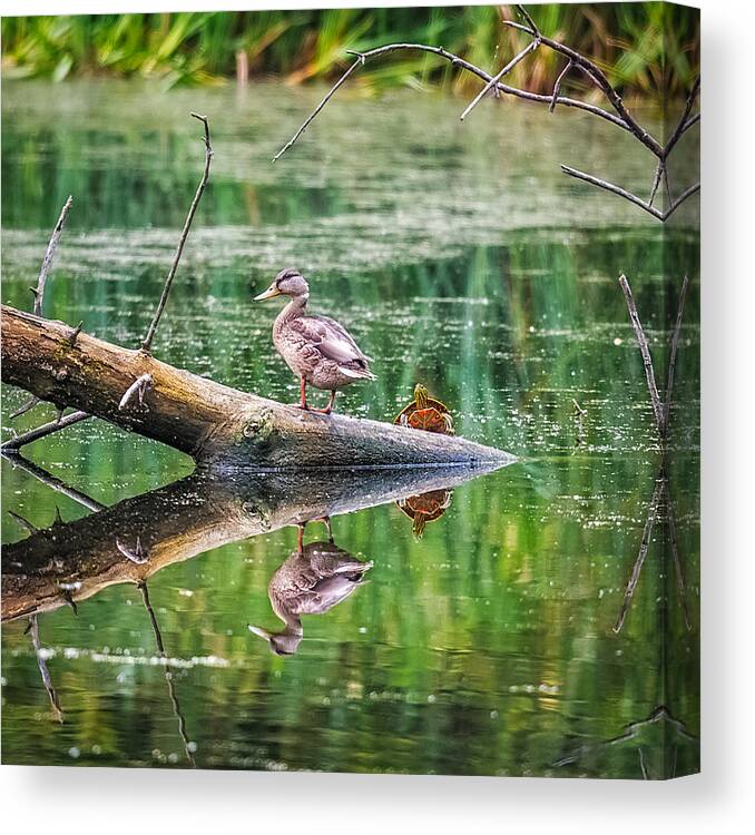 Reflection Canvas Print featuring the photograph Does This Make My Tail Look Big by Paul Freidlund