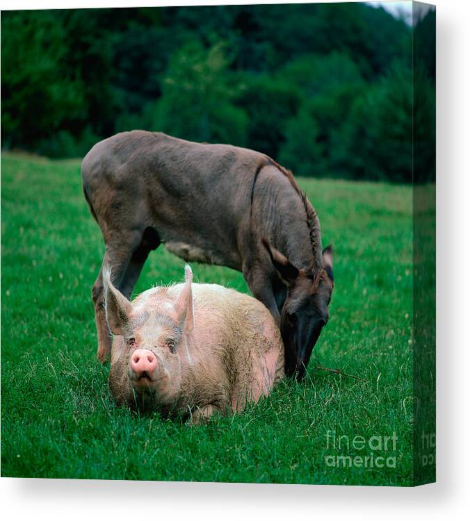 Animal Canvas Print featuring the photograph Domestic Pig And Donkey by Tierbild Okapia