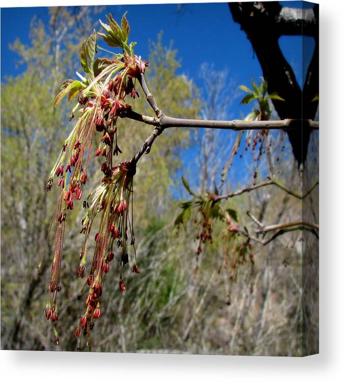 Domingo Baca Canyon Canvas Print featuring the photograph Domingo Baca Flora by Aaron Burrows