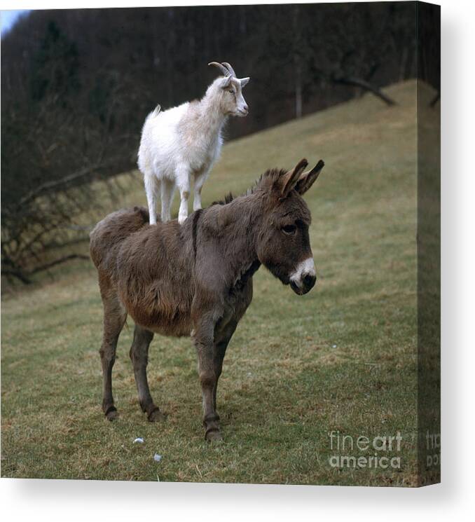 Animal Canvas Print featuring the photograph Donkey And Goat by Hans Reinhard