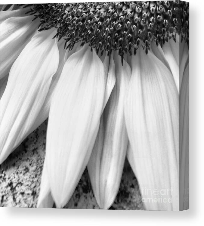 Wall Art Canvas Print featuring the photograph Drained and Still Beautiful by Charlie Cliques