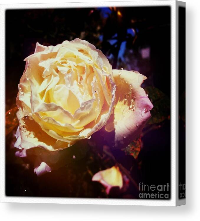 Raindrops Canvas Print featuring the photograph Dramatic Rose by Denise Railey