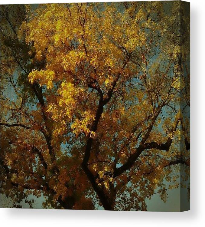 Dreamy Canvas Print featuring the photograph Dreamy by J Lopez