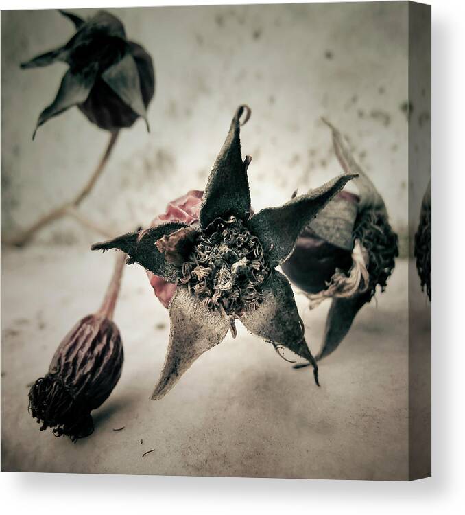 Bud Canvas Print featuring the photograph Dried Haws by Susanne Kopp