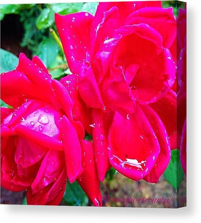 Macro_droplet_passion Canvas Print featuring the photograph Drink Anyone? Nature's Cup ... Two Red by Anna Porter