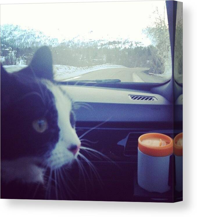 Driving Canvas Print featuring the photograph Drivinh Home❤❤😻😻#cat #cats by Heidi Taule