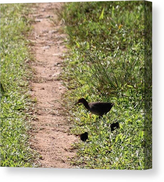 Beautiful Canvas Print featuring the photograph #duck & #chicks by Leon Traazil