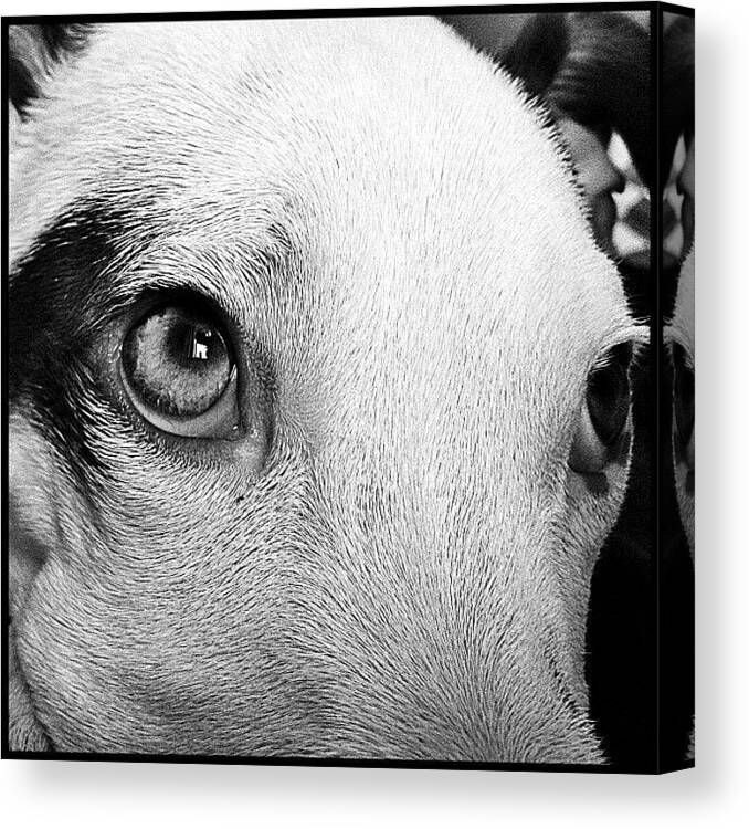 Twosisters Canvas Print featuring the photograph Dunky Dog by Sam Ireland