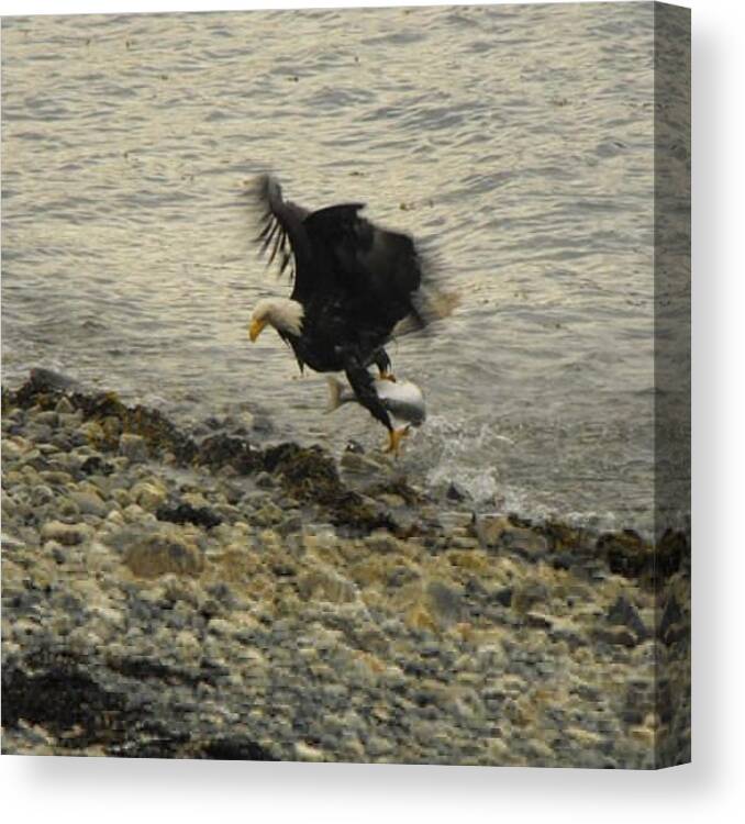 Beautiful Canvas Print featuring the photograph Eagle (bald)

alaska
photograf: by Gidon Pico