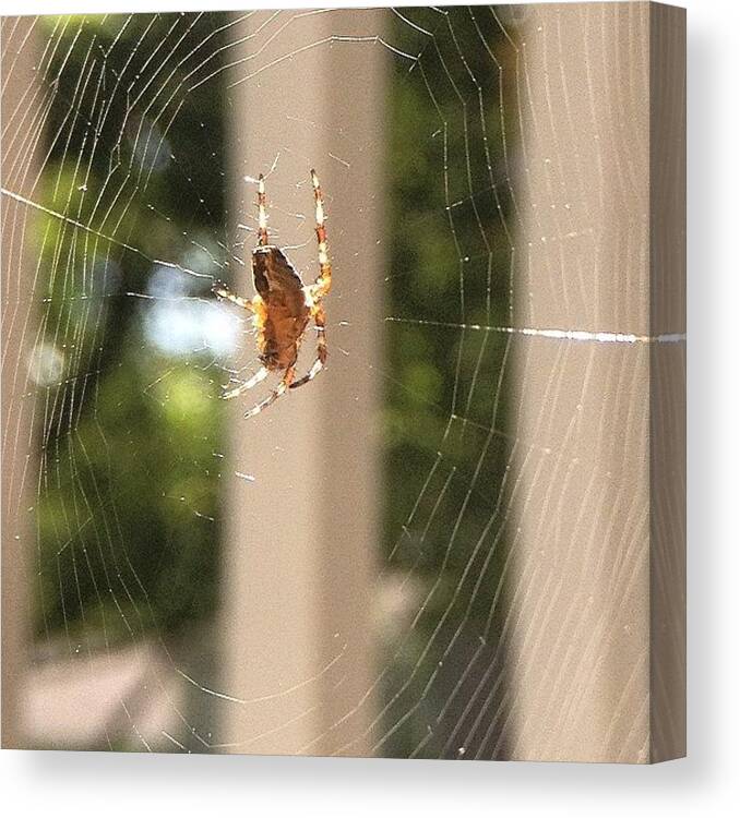 Web Canvas Print featuring the photograph Early Morning Hunt | August 15, 2014 by Jacqueline Anderson-Mendoza