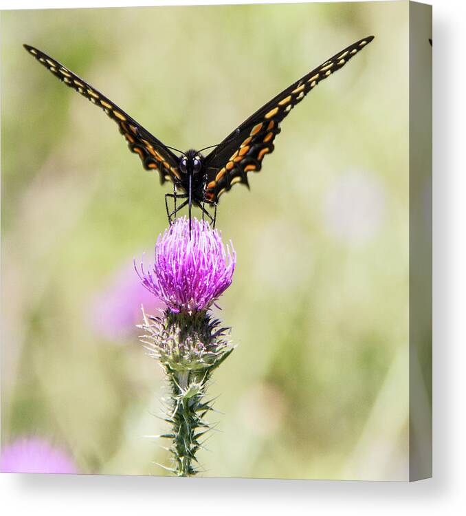 Insect Canvas Print featuring the photograph Eastern Black Swallowtail Butterfly by Lynda Murtha