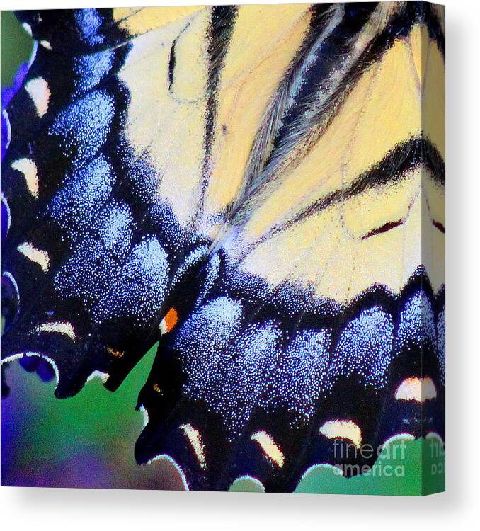 Butterfly Canvas Print featuring the photograph Eastern Tiger Swallowtail Butterfly Wing Square 4 by Karen Adams