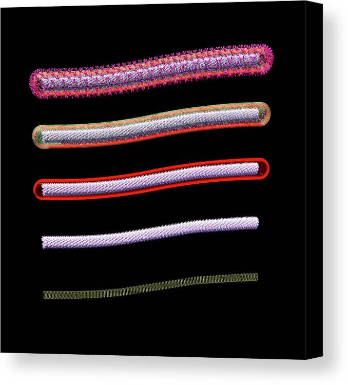 Ebola Canvas Print featuring the photograph Ebola Virus Structures by Russell Kightley