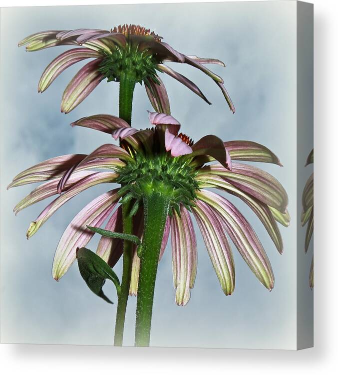 Echinacea Canvas Print featuring the photograph Echinacea A La Cloud... by Tammy Schneider