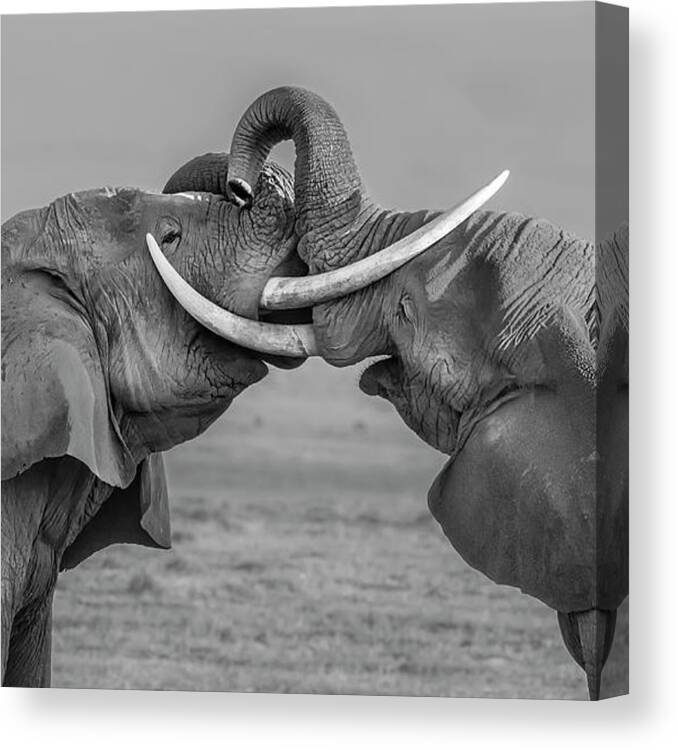 Elephant Canvas Print featuring the photograph Elephants Fighting by Yun Wang
