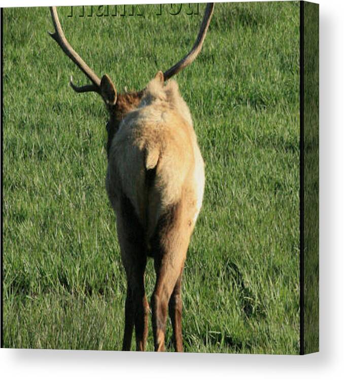 Elk Canvas Print featuring the photograph Elk Butt and a reminder to utter the words Thank You. by Raenell Ochampaugh