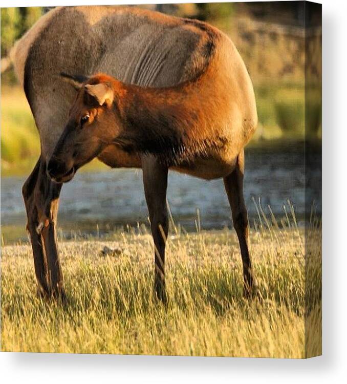 All_shots Canvas Print featuring the photograph Elk In Yellowstone Park. #elk #animals by Mark Jackson