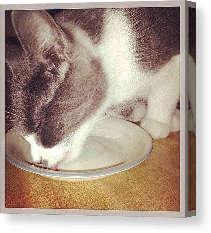 Spoiledcat Canvas Print featuring the photograph Emily Enjoying Her Morning Milk by Sarah Steele