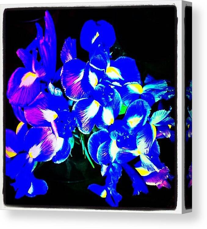 Beautiful Canvas Print featuring the photograph Empress Moonflowers by Urbane Alien