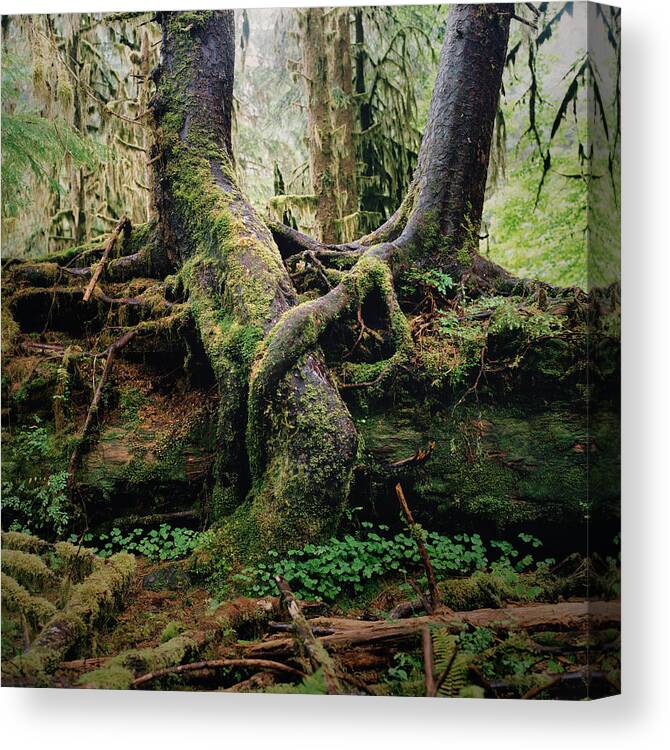 Tranquility Canvas Print featuring the photograph Entwined Tree Roots In Lush Forest by Danielle D. Hughson