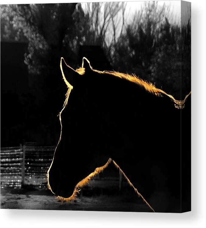 Horses Canvas Print featuring the photograph Equine Glow by Steven Milner