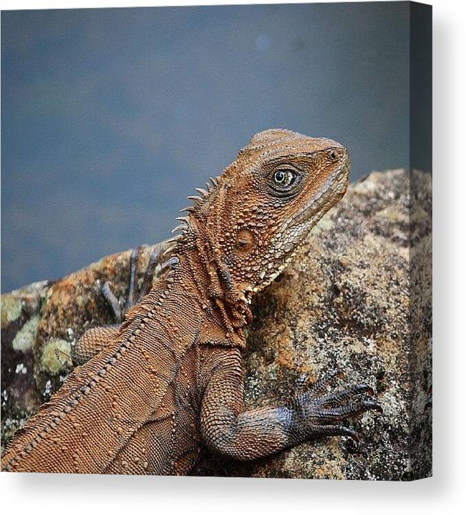 Eastern Water Dragon Canvas Print featuring the photograph Eastern Water Dragon by Paul Rushworth
