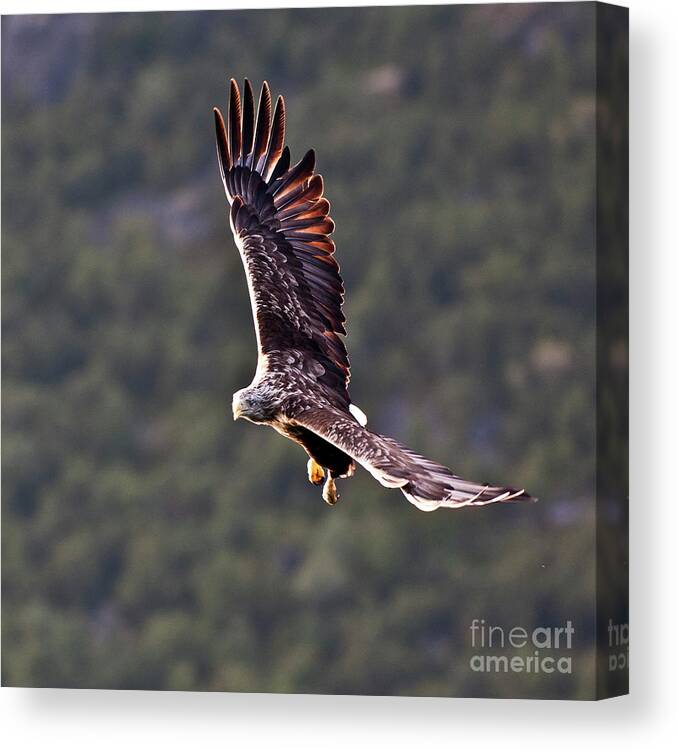White_tailed Eagle Canvas Print featuring the photograph European Flying Sea Eagle 4 by Heiko Koehrer-Wagner
