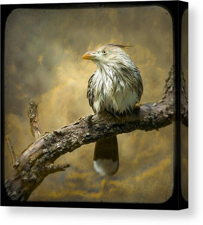Bird Canvas Print featuring the photograph Exotic Bird - Guira Cuckoo Bird by Gary Heller