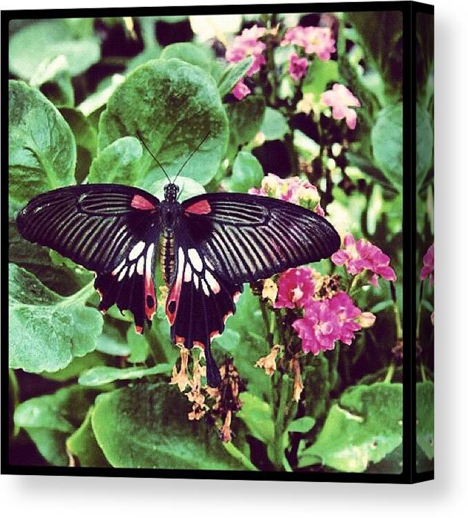 Flower Canvas Print featuring the photograph Exotic Wings by Gina ODonoghue