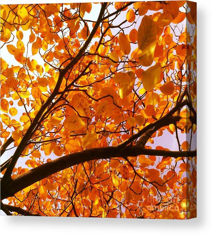 Orange Canvas Print featuring the photograph Autumn Brilliance Looking Skyward by Angela Rath
