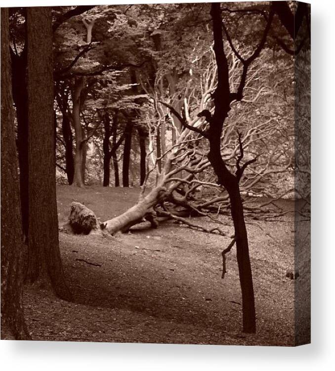 Spookytreesnature Canvas Print featuring the photograph Fallen by Lisa Claire Harrison
