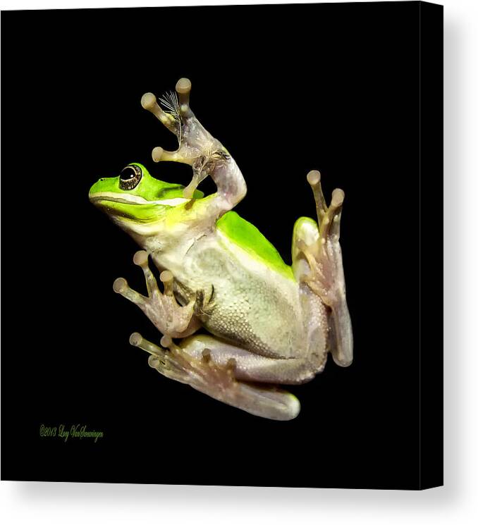 Feather Canvas Print featuring the photograph Feathered Frog by Lucy VanSwearingen