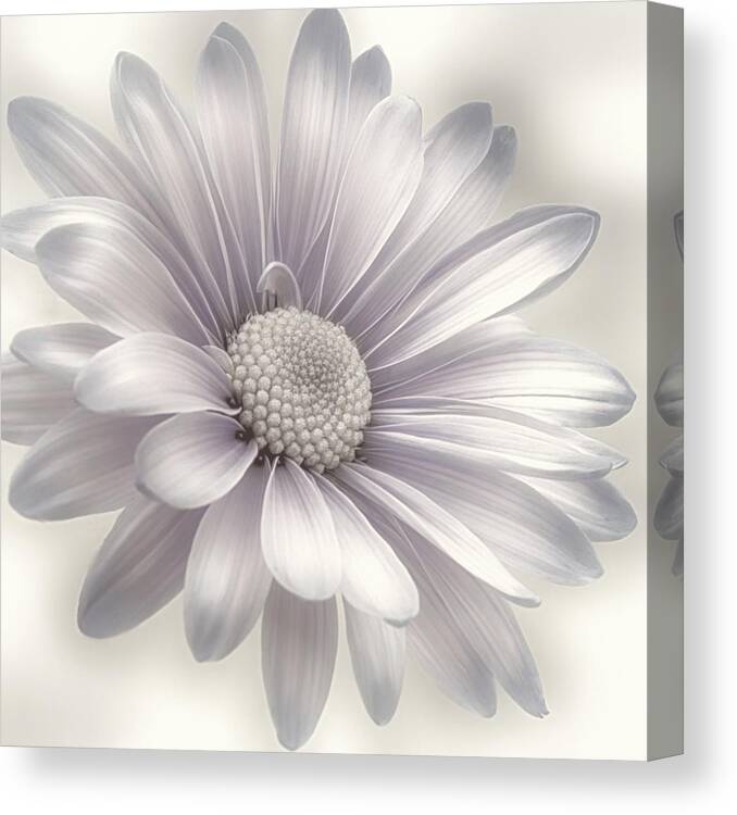 Floral Canvas Print featuring the photograph Felicity by Darlene Kwiatkowski