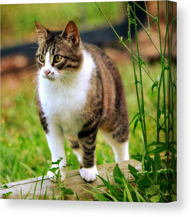 Cat Canvas Print featuring the photograph Feline Portrait by Deena Stoddard