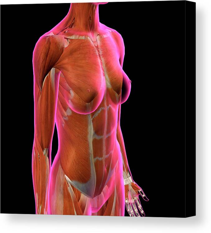 Female Chest And Abdomen Muslces, Pink Canvas Print / Canvas Art