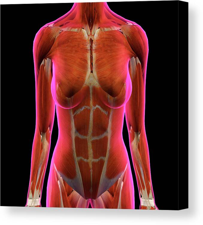 Female Chest And Abdominal Muslces Canvas Print / Canvas Art by Hank Grebe  - Pixels Canvas Prints