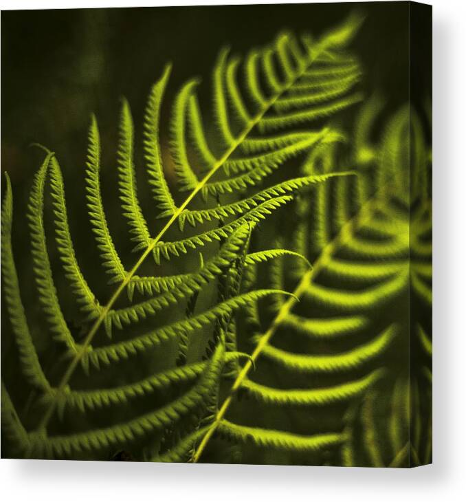 Fern Canvas Print featuring the photograph Fern by Bradley R Youngberg